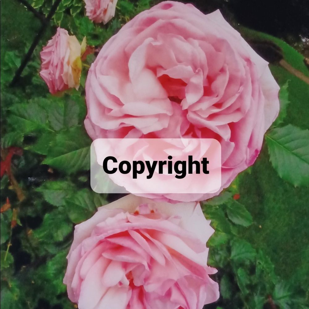Flora 7 Pink Rose Photo Sale
